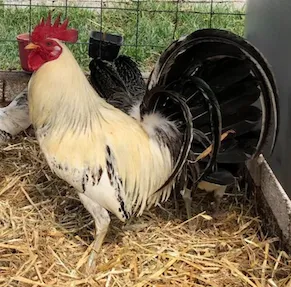 Líneas de Gallos