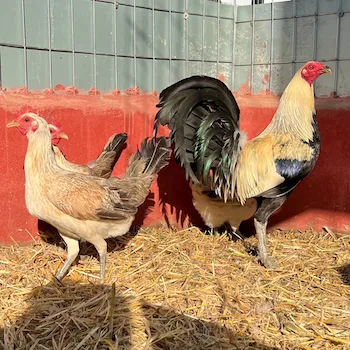 GALLOS GIRO PERFECTION GREY