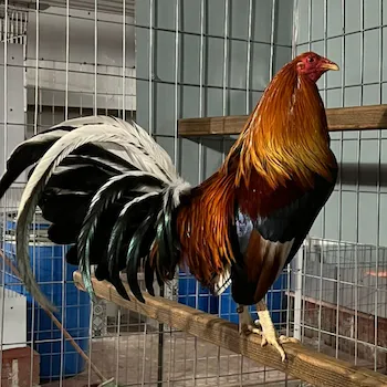 GALLOS RADIO
