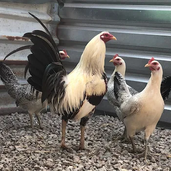 GALLOS LECHUZOS
