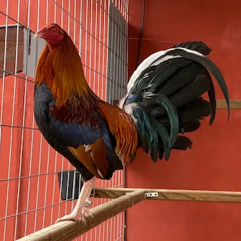GALLOS ROUND HEAD